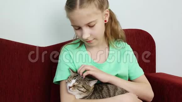 女孩抚摸着坐在她手上的灰猫视频的预览图