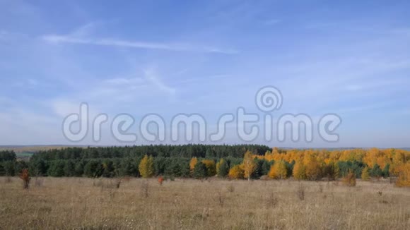 俄罗斯的大规模扩张金色的秋天黄红色的森林在蓝天的背景上有小卷云视频的预览图