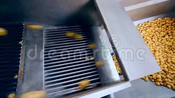 清洁土豆从工厂的传送带上掉进金属容器里视频的预览图