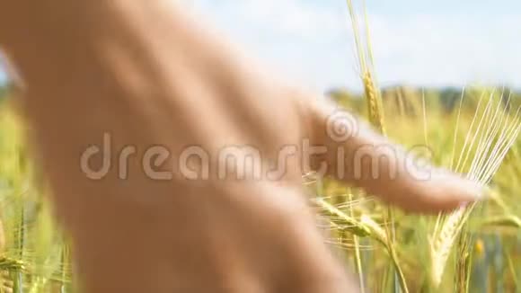 女性手触摸黑麦视频的预览图