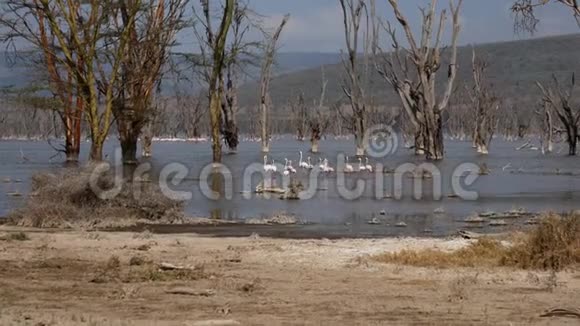 在纳库鲁湖在泛滥的相思树中漫步粉红火烈鸟的雀鸟视频的预览图