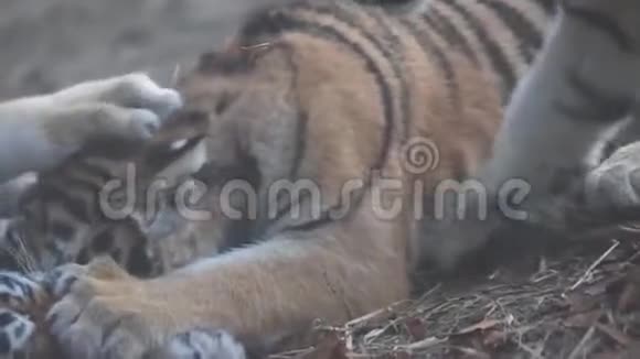 西伯利亚虎在草地上互相嬉戏视频的预览图