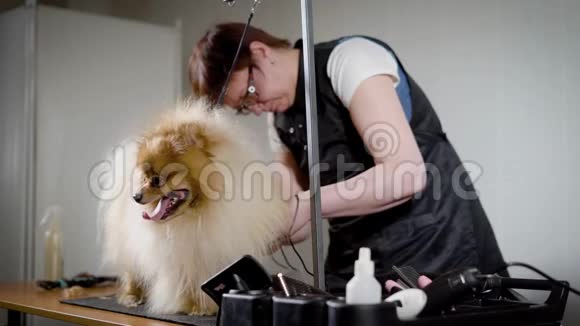 女性美容师正在使用电动剪毛器在小的轻喷雾器的爪子上修剪羊毛做单独的繁殖视频的预览图