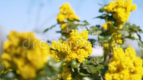 采蜜花粉的黄花运动背景视频的预览图