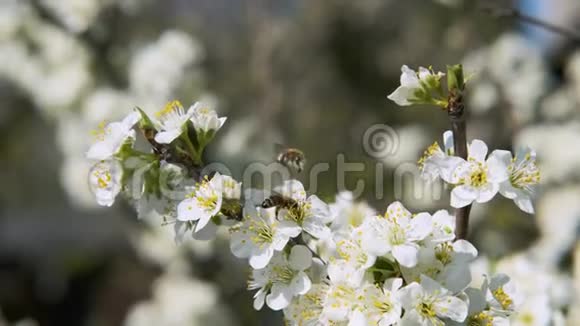 采蜜花粉的白色花朵运动背景视频的预览图