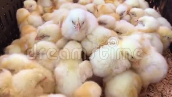 家禽养殖场的小鸡视频的预览图