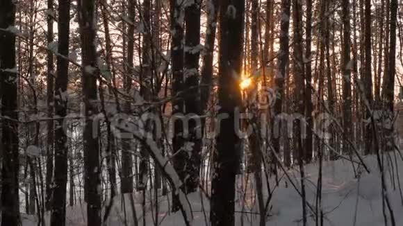 在树林中活动穿过树林阳光闪烁视频的预览图