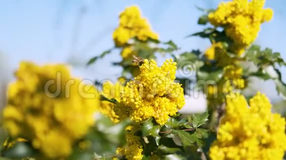 采蜜花粉的黄花运动背景视频的预览图