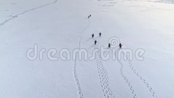 有趣的企鹅走雪地空中背部视频的预览图