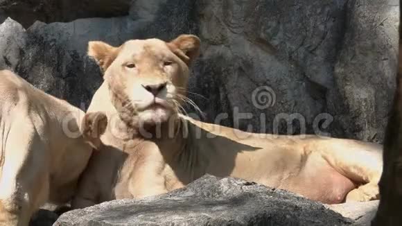 两只母狮子互相抚摸视频的预览图