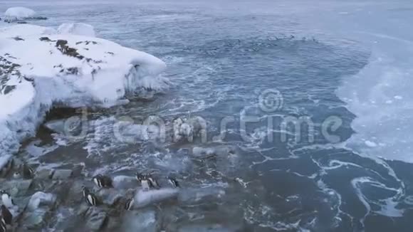 北极企鹅组上岸鸟瞰视频的预览图