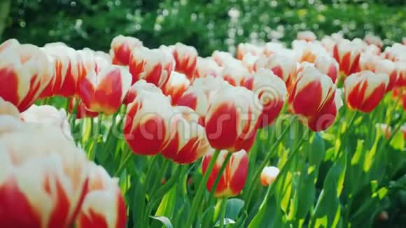 新鲜的红白郁金香在荷兰的基肯霍夫公园视频的预览图