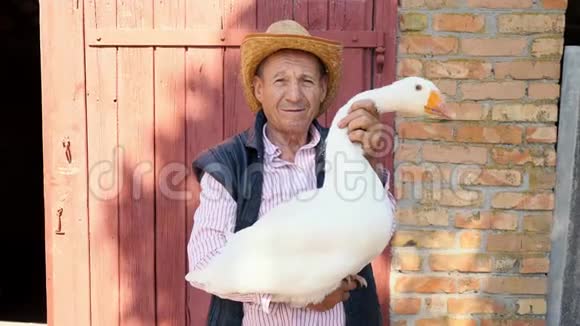 一个戴着草帽的老农夫正抱着一只活白鹅背景上有一只白鹅的人的肖像视频的预览图