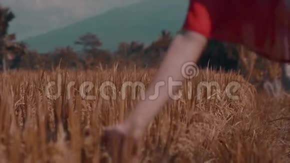 近距离触摸稻田里的草视频的预览图