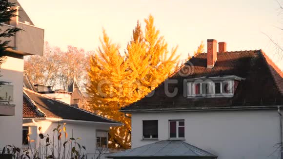 室内和黄色的树在秋天的电影视野上方视频的预览图