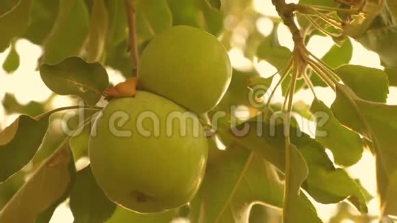 绿苹果在树上特写镜头美丽的苹果在阳光下成熟在树枝上农业企业视频的预览图