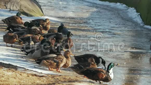 一群鸭子在冰冻的池塘里喝水冬天的浇水处视频的预览图