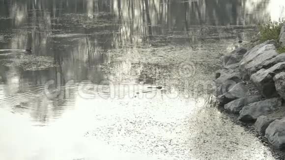 白天寒冷的冬天在提奇诺河里游泳河流动物视频的预览图