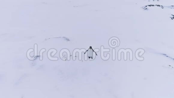 南极孤王企鹅波浪翼鸟瞰图视频的预览图