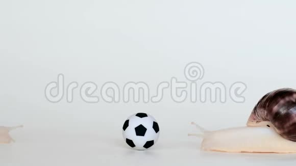 蜗牛在白色背景下踢足球足球和阿查蒂娜慢玩家的概念加速录像或延时视频的预览图