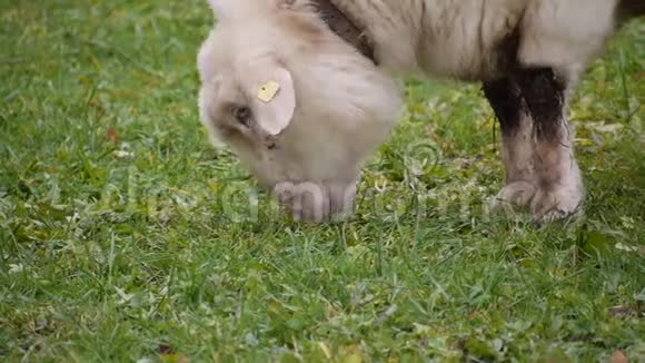 白羊吃鲜草视频的预览图