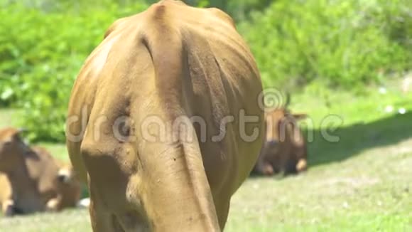 奶牛在牧场上吃鲜草在夏季草地上放牧奶牛吃东西视频的预览图