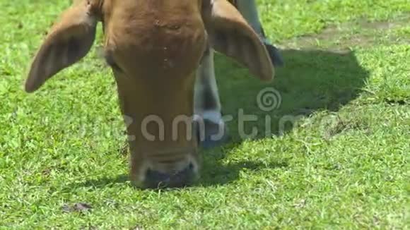 牛的头在牲畜的夏季牧场吃青草在牧场上放牧奶牛吃东西视频的预览图