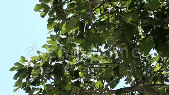 常见的无花果树蓝天上的无花果树视频的预览图