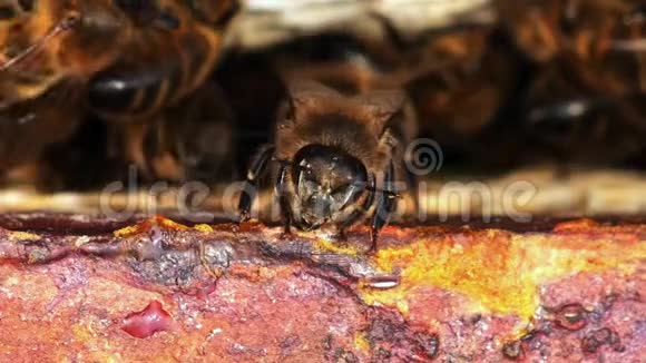 欧洲蜂蜜蜜蜂蜜蜂蜂房诺曼底蜂房实时视频的预览图