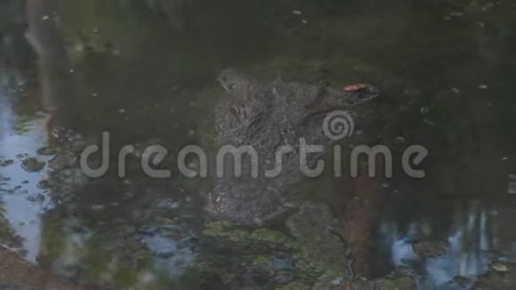 美国绿藻池中的美洲鳄鱼视频的预览图