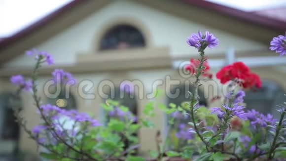 房子背景上的紫罗兰花视频的预览图