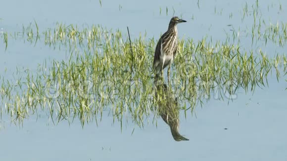 中国池塘鹭视频的预览图