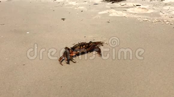 沙滩上的海蟹视频的预览图