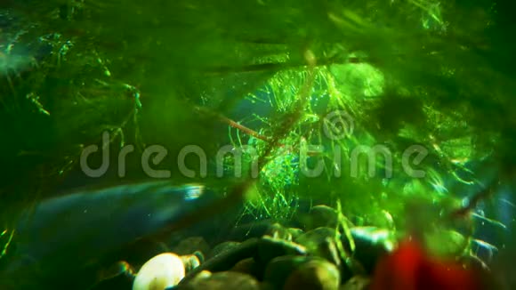 苏门答腊巴伯斯庞蒂格鲁斯四唑纳正在藻类中游泳美丽的阳光和眩光创造了温暖而神奇的气氛视频的预览图