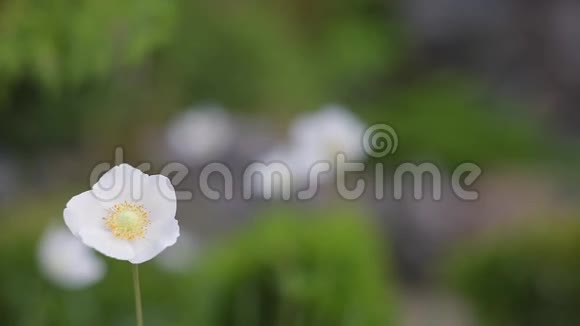 关注日本白葵视频的预览图