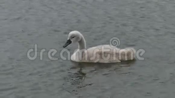 小天鹅天鹅在湖里划船高清30秒视频的预览图