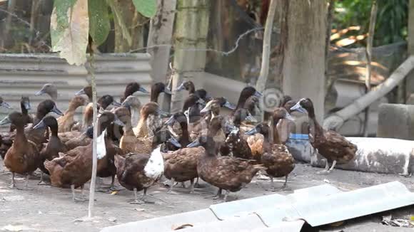 农场里一群鸭子视频的预览图