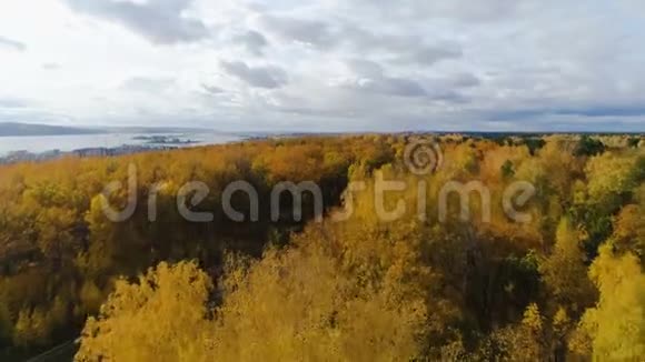 秋天在宁静的湖面上鸟瞰桦树和松木视频的预览图