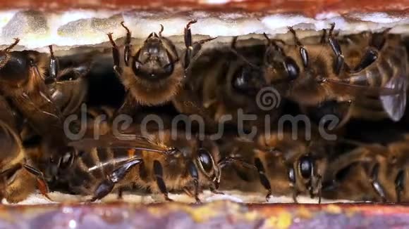 欧洲蜂蜜蜜蜂蜜蜂蜂房诺曼底蜂房实时视频的预览图