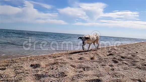 一只狗沿着海岸跑一只轻狗慢吞吞地沿着海滩跑视频的预览图
