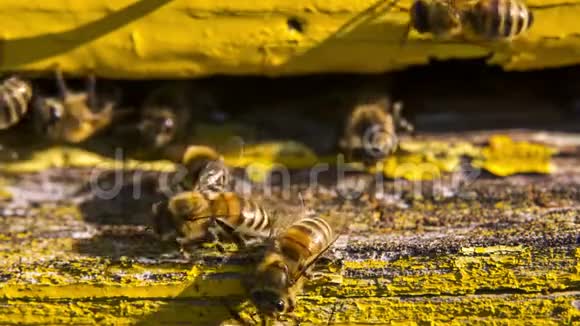蜜蜂正在蜂巢的入口处洗衣服视频的预览图