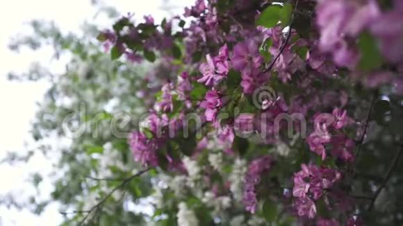 春天的时候为了美丽的苹果树大自然的美丽而特写库存录像明亮的粉红色和白色视频的预览图