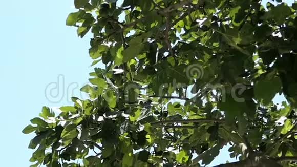 常见的无花果树蓝天上的无花果树视频的预览图