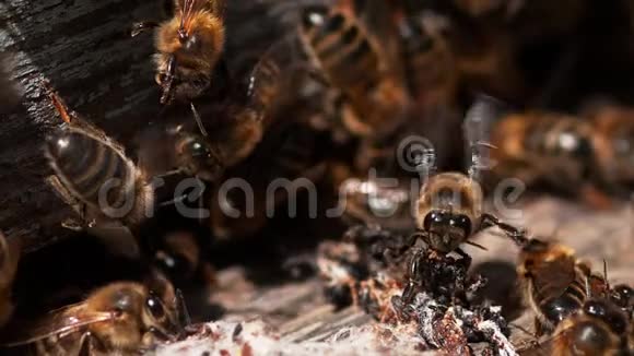 欧洲蜜蜂蜜蜂蜜蜂站在蜂巢的入口蜜蜂从假癣丝中退出视频的预览图