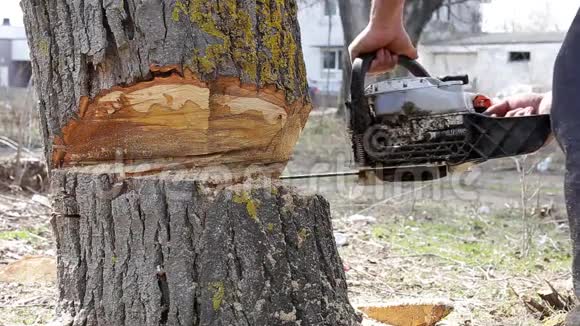 砍大树视频的预览图