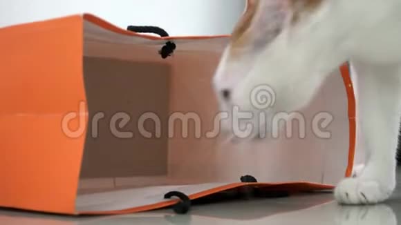 白色和生姜家猫躲在地板上的纸袋里娱乐宠物视频的预览图