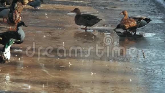 一群鸭子在冰冻的池塘里喝水冬季浇水视频的预览图