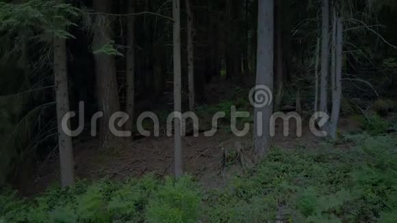 傍晚从黑暗的树林里爬了起来视频的预览图
