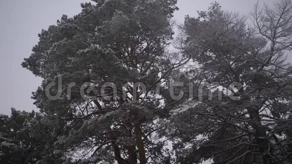 冬季森林冬天在森林里下雪圣诞节的晚上下雪在圣诞公园雪是视频的预览图