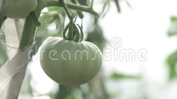 绿西红柿生长在花园的灌木上视频的预览图